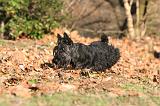 SCOTTISH TERRIER 102